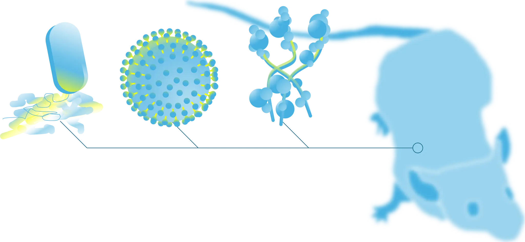 Host Pathogen Illustration